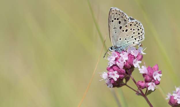 Photo de la news CONTINUUM – des entreprises en action pour la nature